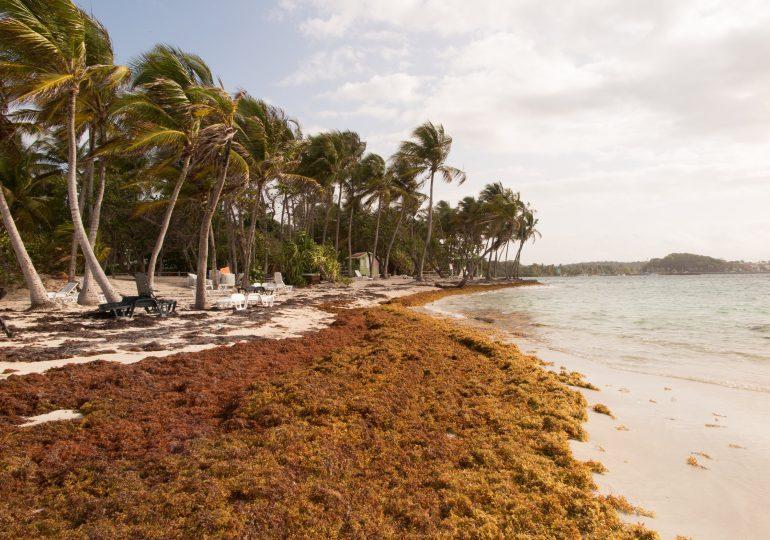 Macao beach Atlantic exposure sargassum